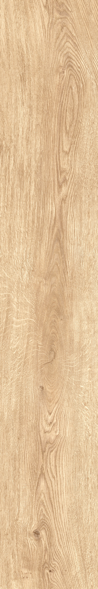 ragno inedito radl.jpg