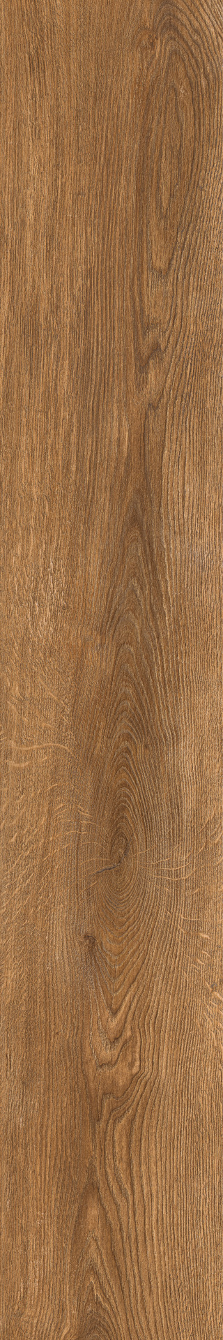 ragno inedito radw.jpg