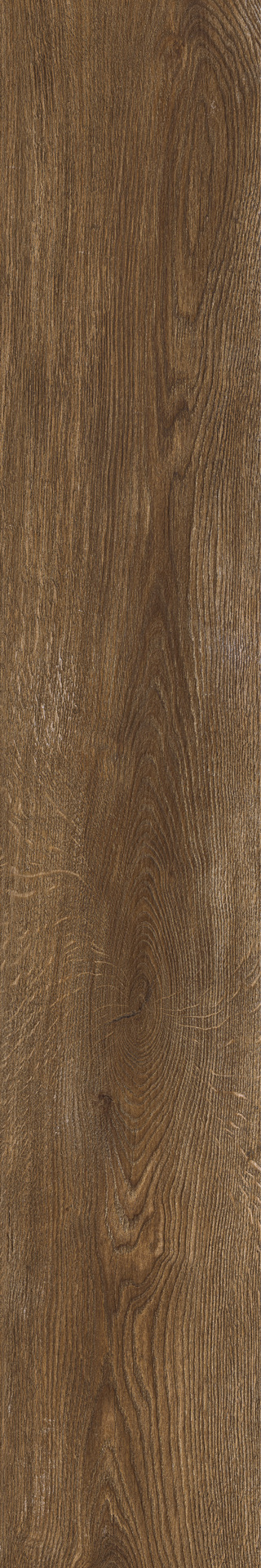 ragno inedito radx.jpg