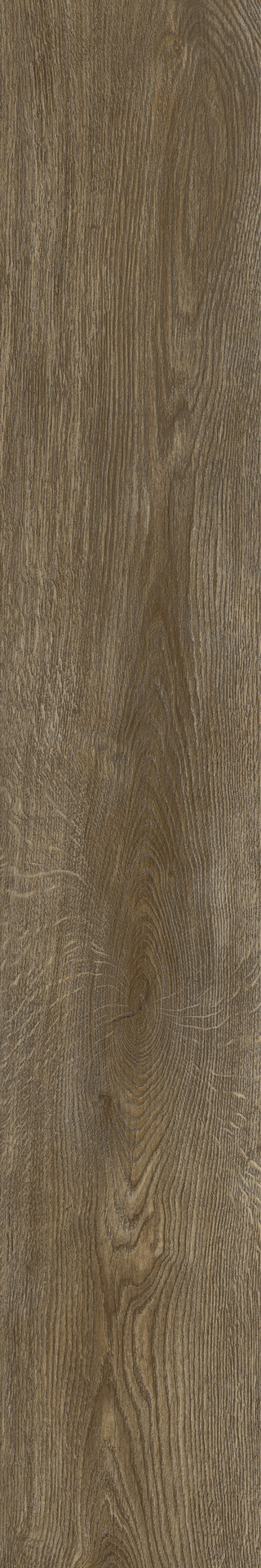 ragno inedito radz.jpg