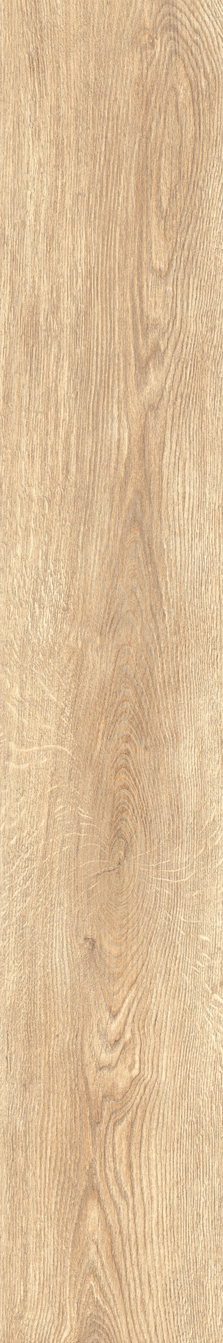 ragno inedito rae1.jpg