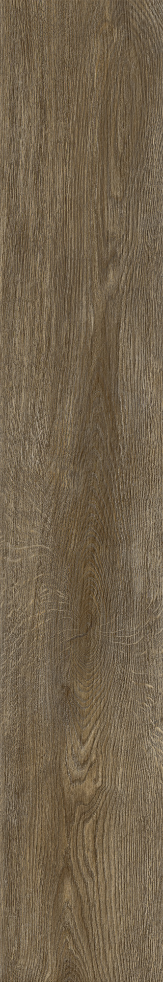 ragno inedito rae5.jpg