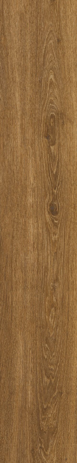 ragno ossimori r9rq.jpg